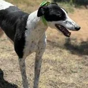 An adult large-sized male White / Cream Greyhound dog named Romantic Secret for adoption in North Port, FL
