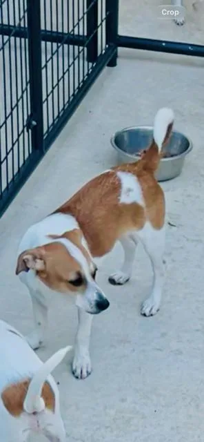An adult small-sized male Jack Russell Terrier dog named Daddy for adoption in Lakeway, TX
