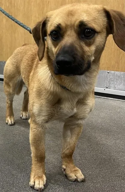 A young small-sized male Beagle dog named Chap for adoption in Upper Marlboro, MD