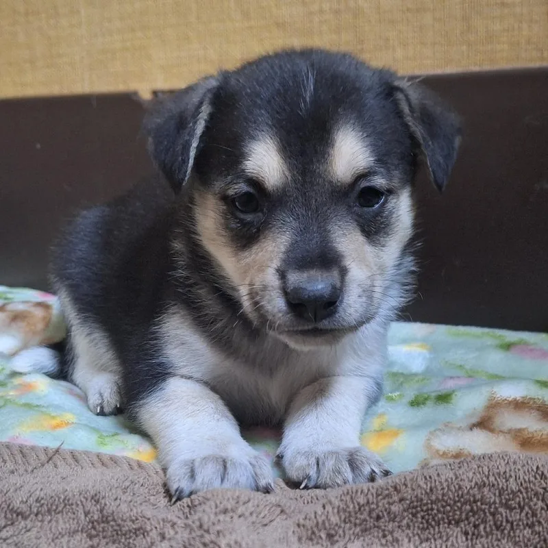A baby small-sized female Black Labrador Retriever dog named Jaguar for adoption in Flagstaff, AZ