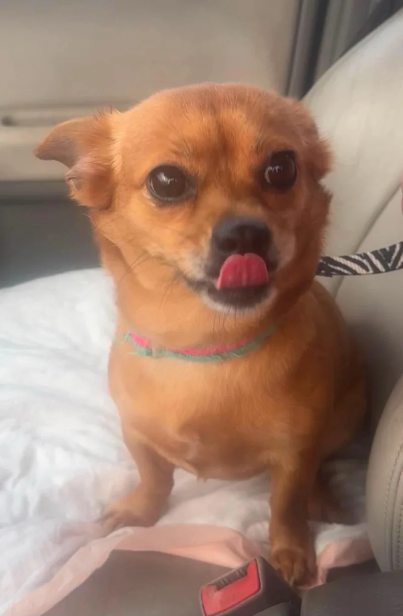 Cocoa thumbnail 2