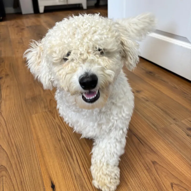 A young small-sized male Bichon Frise dog named Truman for adoption in Medfield, MA