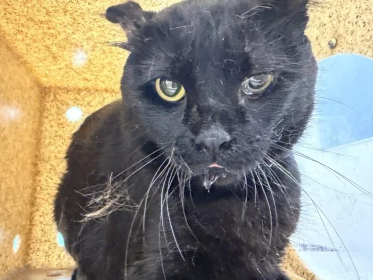 An adult small-sized male Domestic Short Hair cat named Philly Cheesesteak for adoption in Loveland, CO
