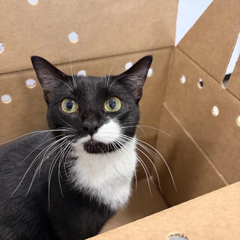 A young medium-sized female Black Domestic Short Hair cat named Gina for adoption in Newark, NJ