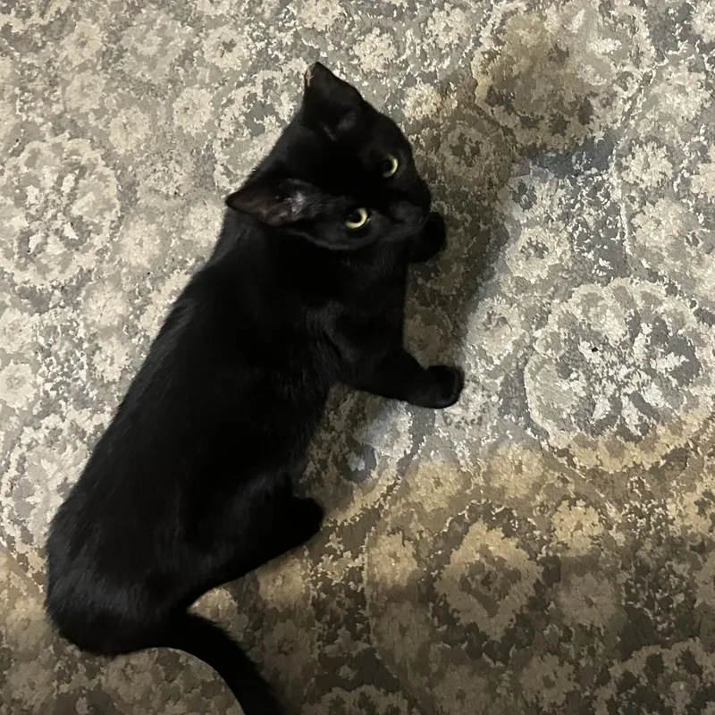 Sunshine Aka Montage thumbnail 2