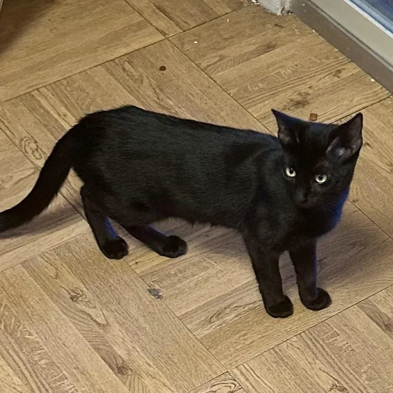 Sunshine Aka Montage