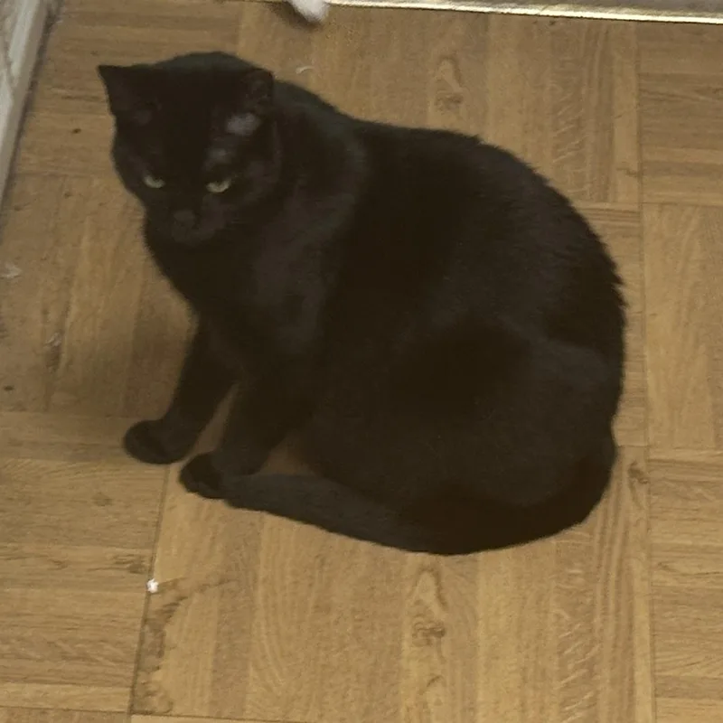 Sunshine Aka Montage thumbnail 3