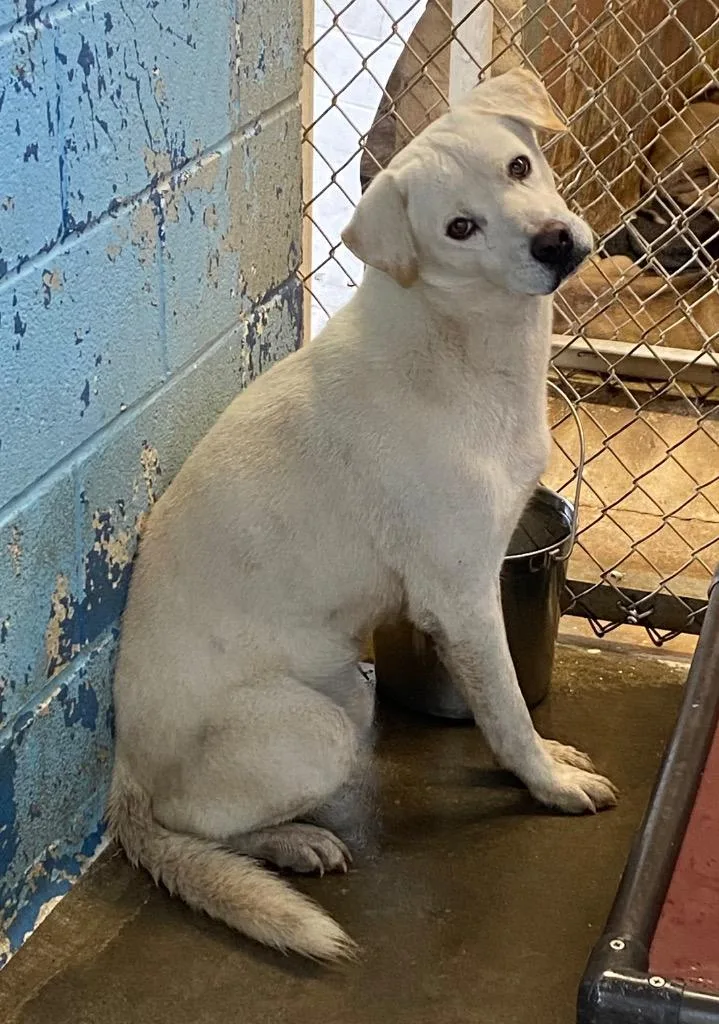 A young large-sized male Mixed Breed dog named x white stray ODR for adoption in Lockhart, TX