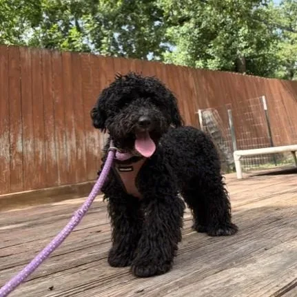 A young small-sized male Black Poodle dog named Alexander the Great for adoption in Houston, TX