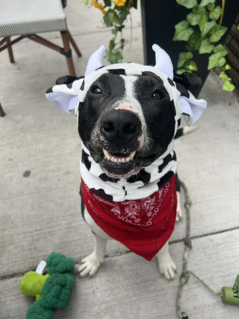 A young medium-sized male Black Mixed Breed dog named Famous Dave for adoption in Evanston, IL