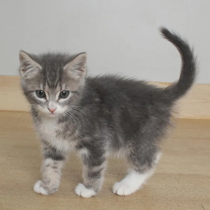 A baby small-sized male Gray / Blue / Silver Domestic Short Hair cat named Ping C for adoption in Minnetonka, MN