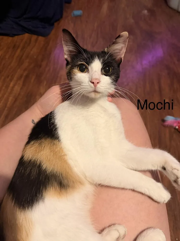 A young medium-sized female Domestic Short Hair cat named Mochie for adoption in Bolivar, MO