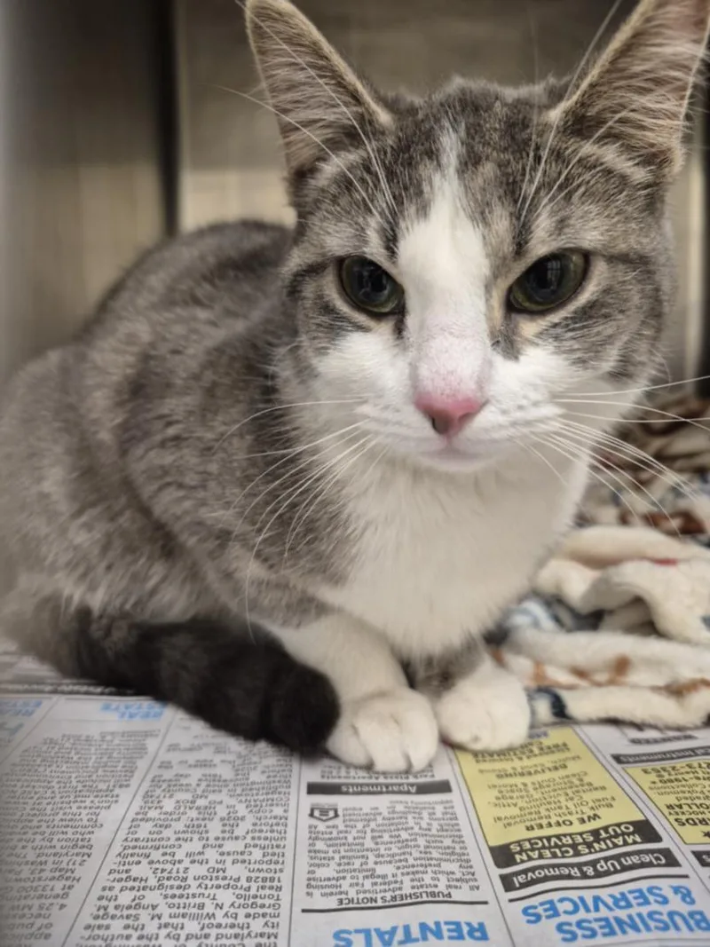 A young small-sized female Domestic Short Hair cat named Shella for adoption in Hagerstown, MD