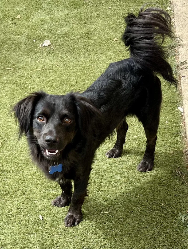 An adult medium-sized male Cocker Spaniel dog named Sparky for adoption in Orange, CA