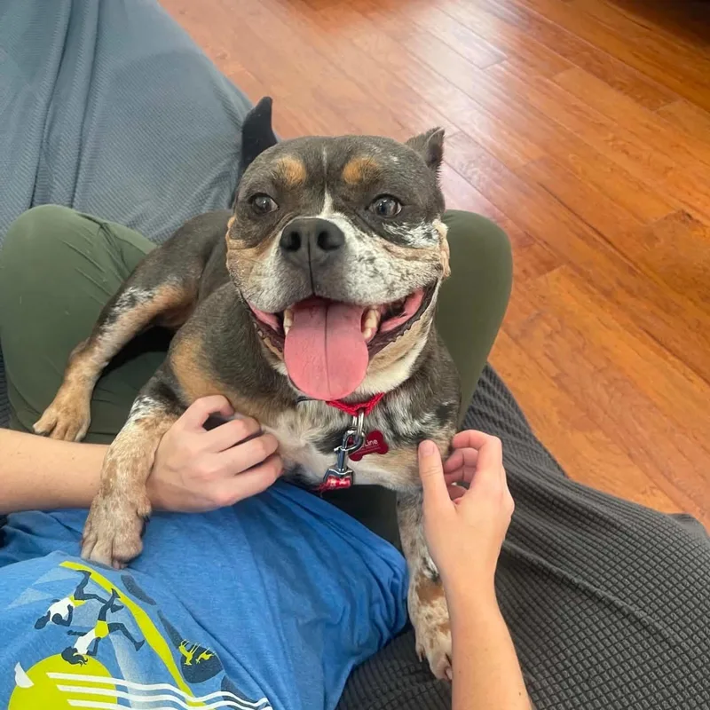 An adult medium-sized female English Bulldog dog named Virgo for adoption in CORAL GABLES, FL