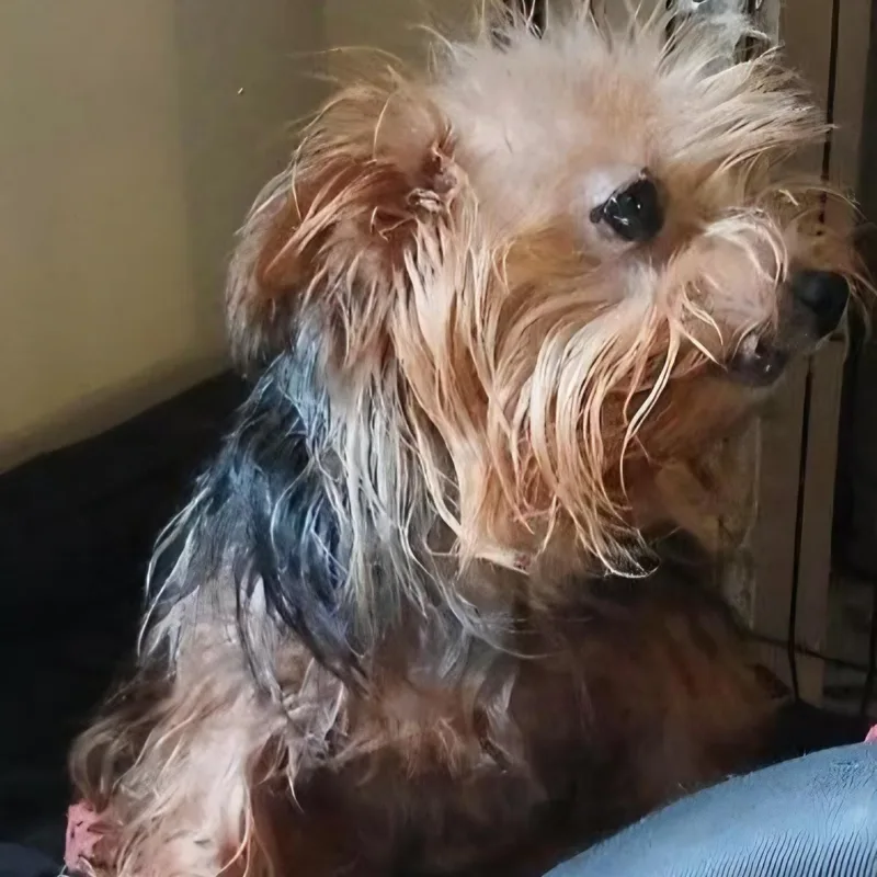 An adult small-sized female Tricolor (Brown, Black, & White) Yorkshire Terrier dog named Emery for adoption in Chicopee, MA