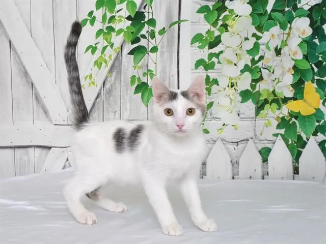 A young small-sized male Domestic Short Hair cat named Timmy for adoption in Oroville, CA