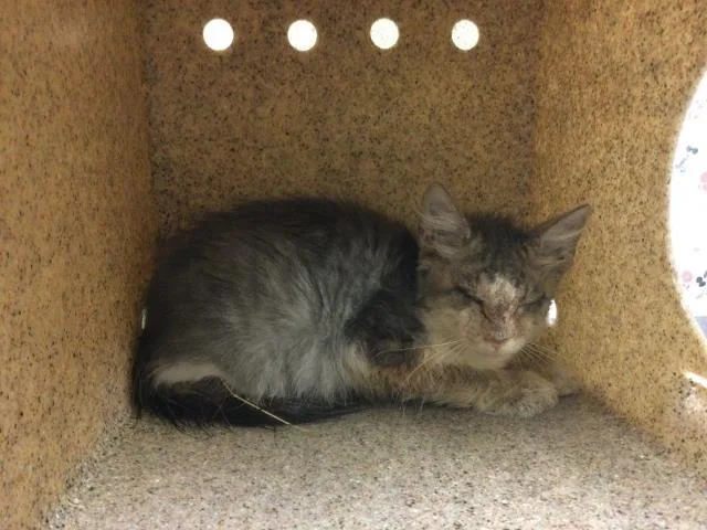 A baby small-sized male Domestic Short Hair cat named Lil Boy for adoption in Riverside, CA