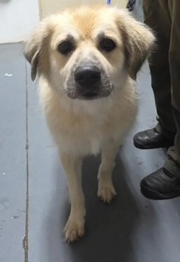 An adult large-sized female Shepherd dog named Honey Bun for adoption in Dallas, GA