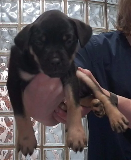 A baby medium-sized female Rottweiler dog named Berri for adoption in Huntsville, AL