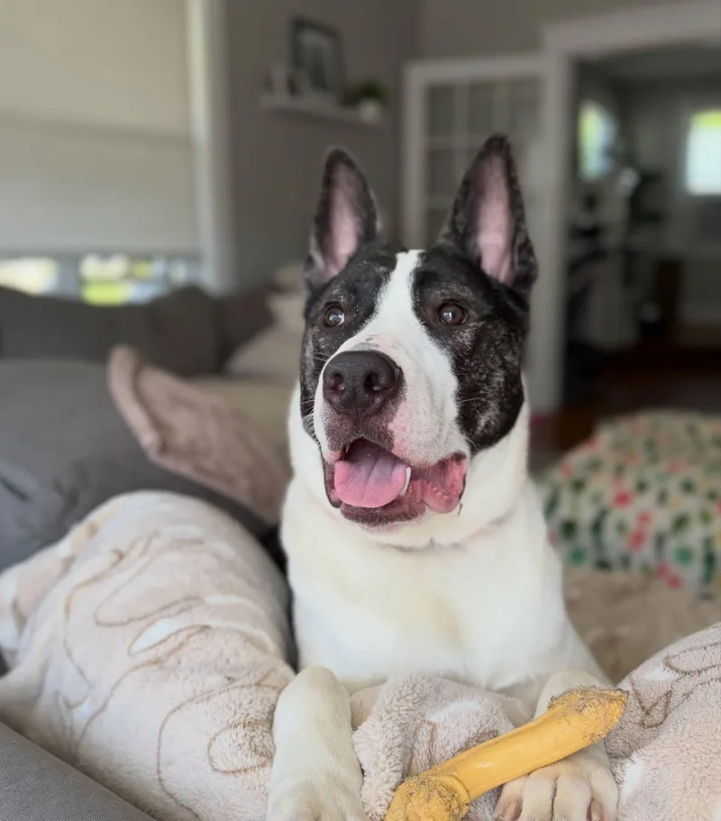 A young large-sized male American Staffordshire Terrier dog named Knox for adoption in Salem, NH