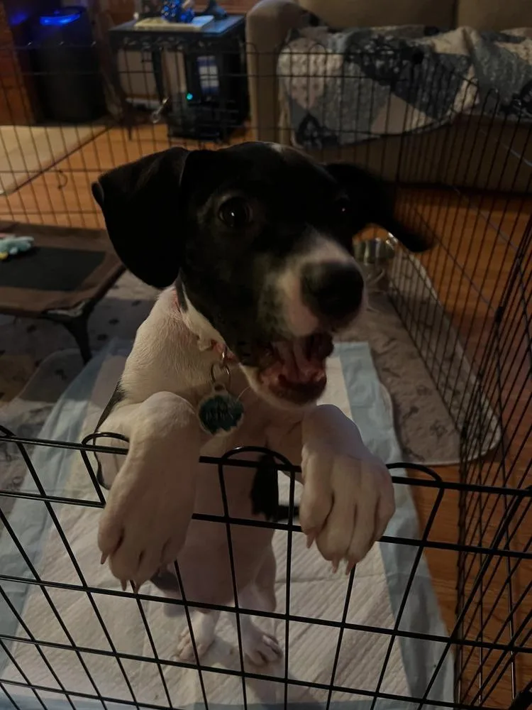 Maggie thumbnail 5