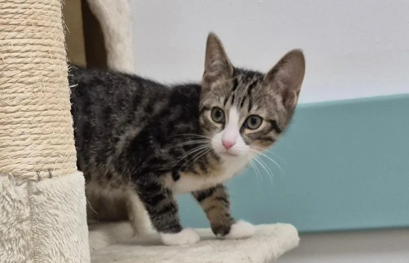 A baby small-sized male Domestic Short Hair cat named Hazelnut for adoption in South Bend, IN
