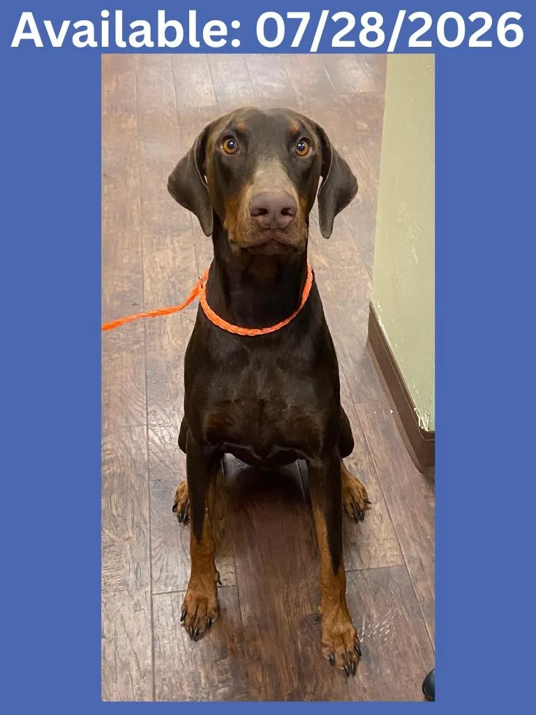 A baby medium-sized male Doberman Pinscher dog named Dog Kennel for adoption in Greenville, TX