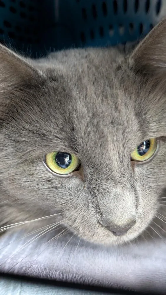 An adult medium-sized male Gray / Blue / Silver Domestic Medium Hair cat named Sterling for adoption in Duxbury, MA