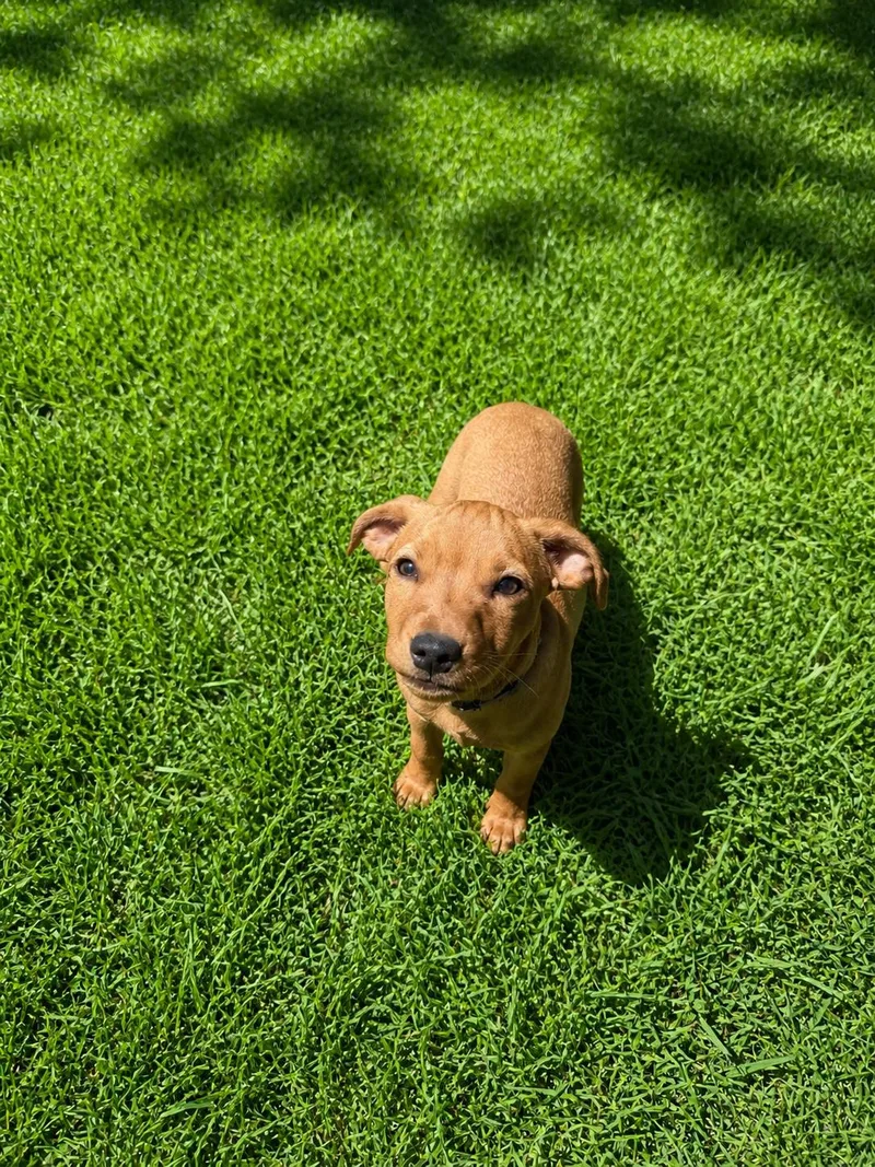 A young medium-sized female Dachshund dog named Pearl for adoption in Nashville, TN
