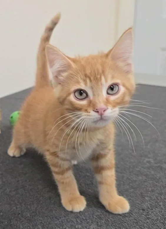 A baby medium-sized male Orange / Red Domestic Short Hair cat named Yogi Bear for adoption in Red Wing, MN