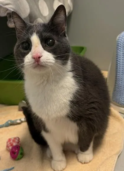 A senior large-sized male Gray & White Domestic Short Hair cat named Smokey for adoption in Lansing, MI