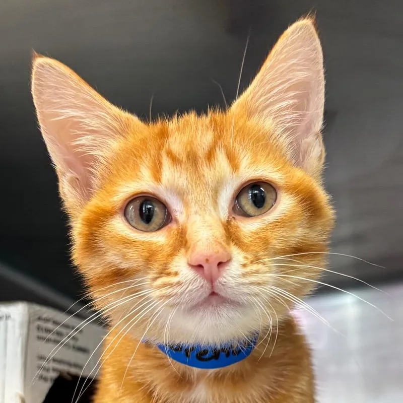 A baby small-sized male Orange / Red Domestic Short Hair cat named Lorenzo for adoption in Chicago, IL