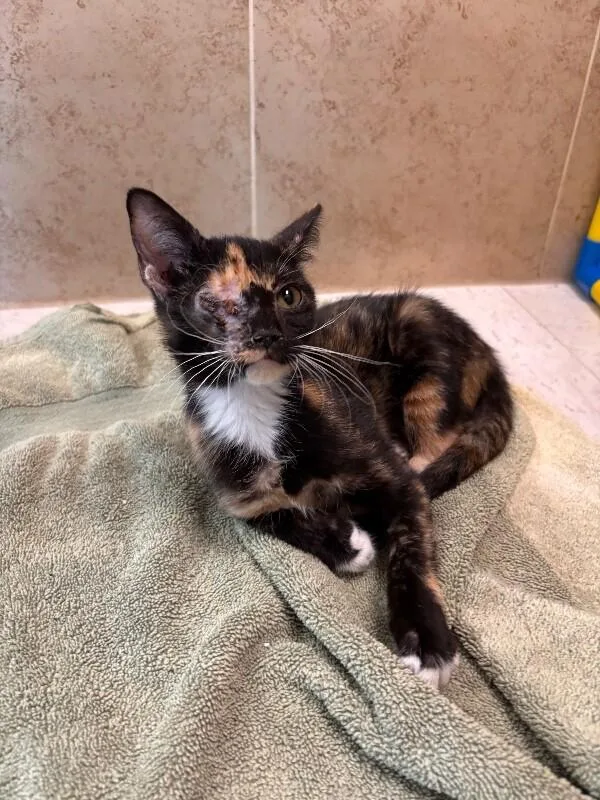 A young medium-sized female Tortoiseshell Domestic Short Hair cat named Julie for adoption in Hobbs, NM