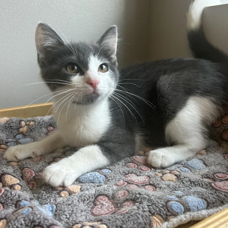 A baby medium-sized male American Shorthair cat named Buzz for adoption in Seward, NE