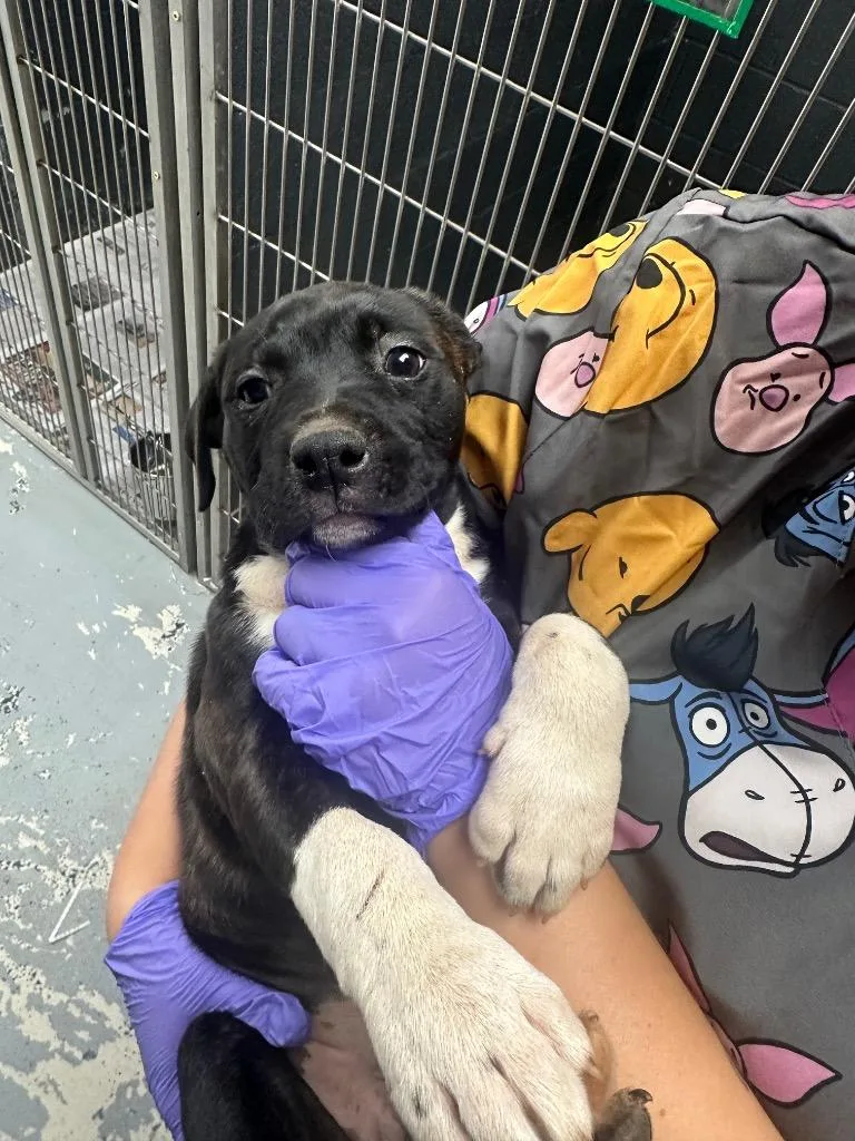 A baby medium-sized female Shar-Pei dog named Kelsi for adoption in Lavonia, GA
