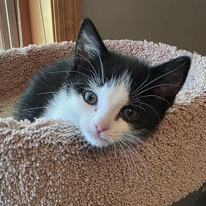 A baby small-sized male Black Domestic Short Hair cat named Chuckles for adoption in Chaska, MN