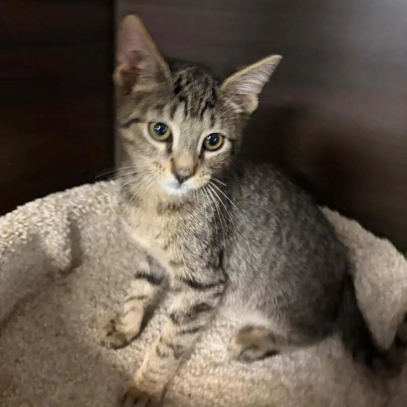 A baby small-sized male Brown / Chocolate Domestic Short Hair cat named Marvin for adoption in Hamburg, NY