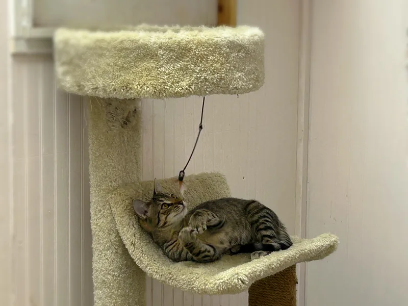 A baby small-sized male Tabby (Brown / Chocolate) Domestic Short Hair cat named Riley for adoption in Johnson City, TN