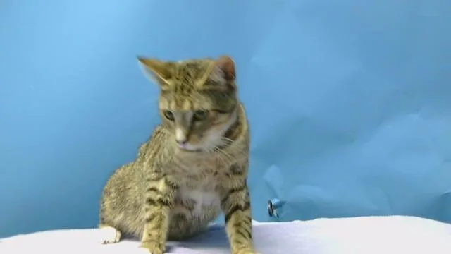 A young medium-sized female Domestic Short Hair cat named Teressa for adoption in Gardena, CA