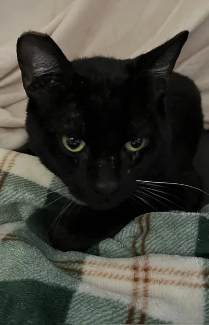 A baby medium-sized male Black Domestic Short Hair cat named Obsidian for adoption in Springfield, OR