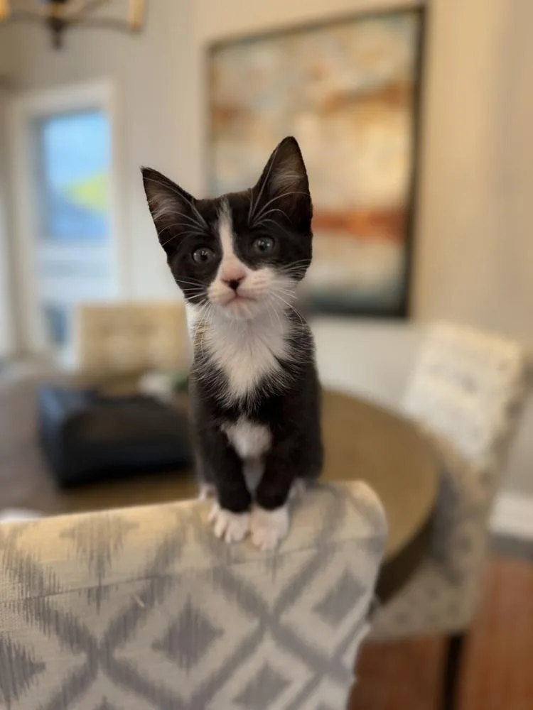A baby small-sized female Black & White / Tuxedo Domestic Short Hair cat named Hedy for adoption in Union Grove, WI