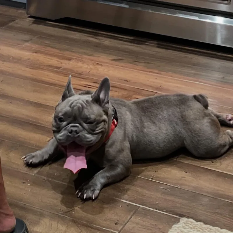 A young medium-sized female Gray / Blue / Silver French Bulldog dog named Winnie for adoption in Avondale, PA