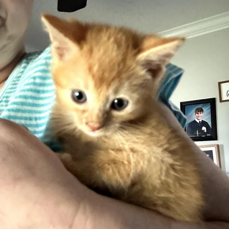 A baby small-sized male Orange / Red Domestic Short Hair cat named Hobbes for adoption in Huntsville, AL