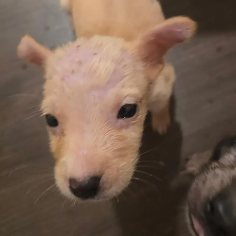 A baby small-sized male Yellow / Tan / Blond / Fawn Mixed Breed dog named Yoti for adoption in Morriston, FL