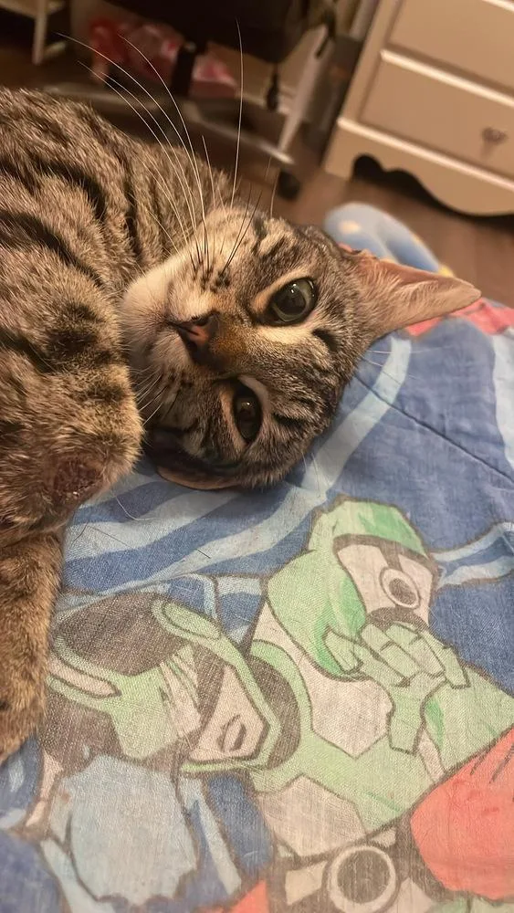 A young medium-sized female Tabby cat named Titan Girl for adoption in Dallas, TX