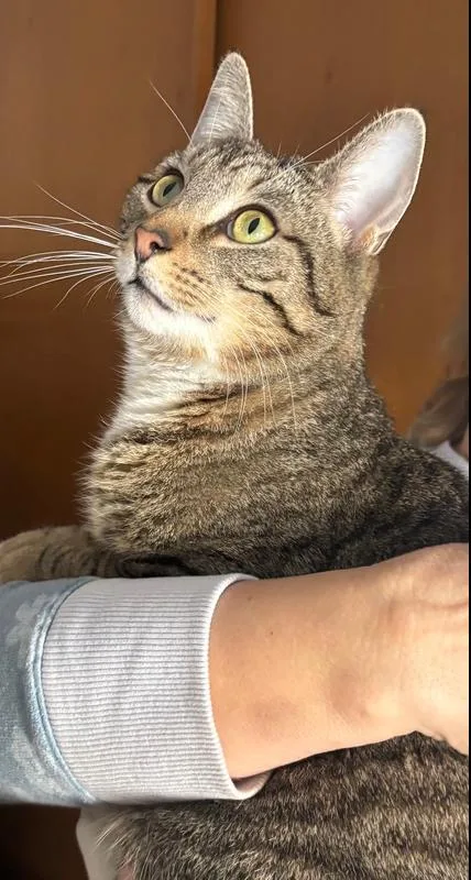 A young medium-sized male Brown / Chocolate Domestic Short Hair cat named Mick for adoption in New Woodstock, NY