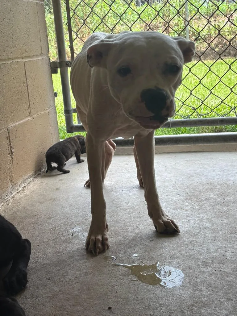 A young medium-sized female Pit Bull Terrier dog named Sassy for adoption in Swainsboro, GA