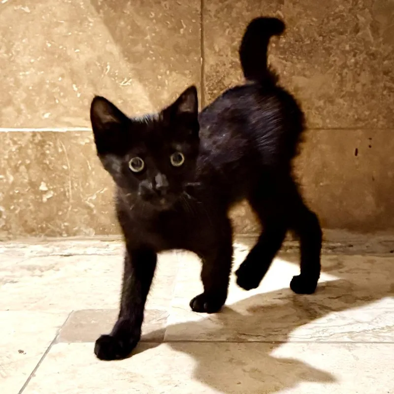 A baby small-sized male Black Domestic Short Hair cat named Venom for adoption in Los Angeles, CA