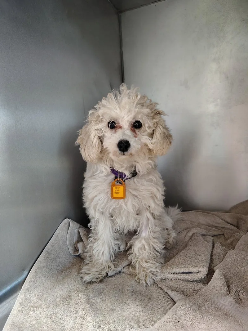 A baby small-sized female Poodle dog named Bella for adoption in Mukwonago, WI